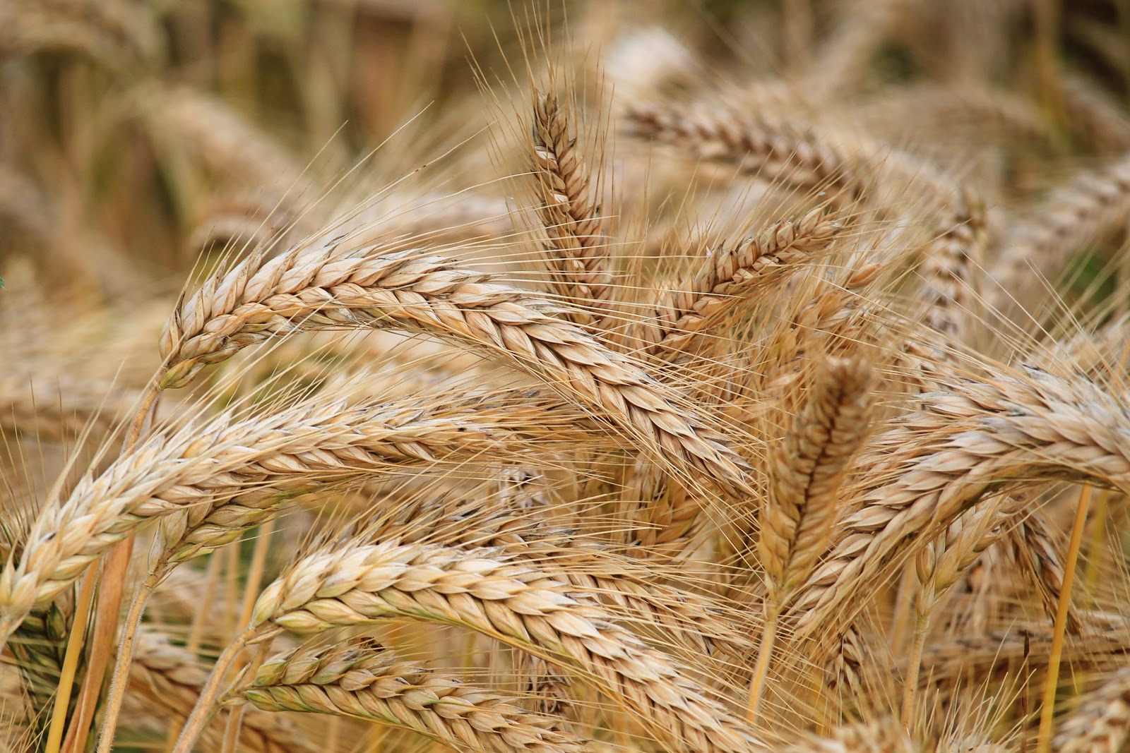 What is Sharbati Wheat? Benefits of Sharbati Wheat Atta