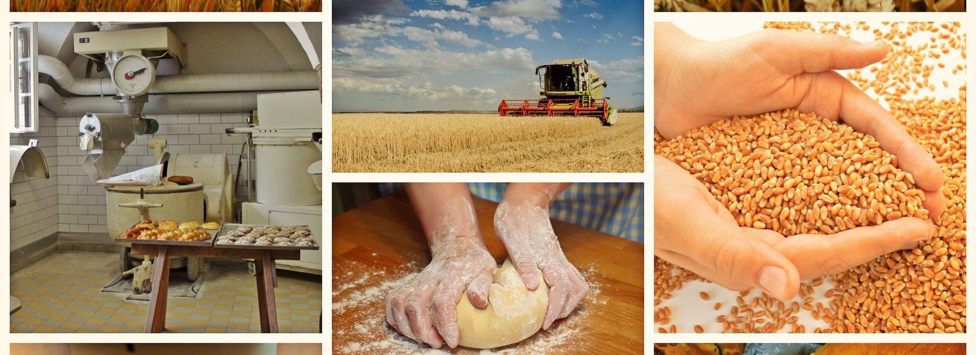 How Is Wheat Flour Manufactured in a Flour Mill? – History, Process & Technology