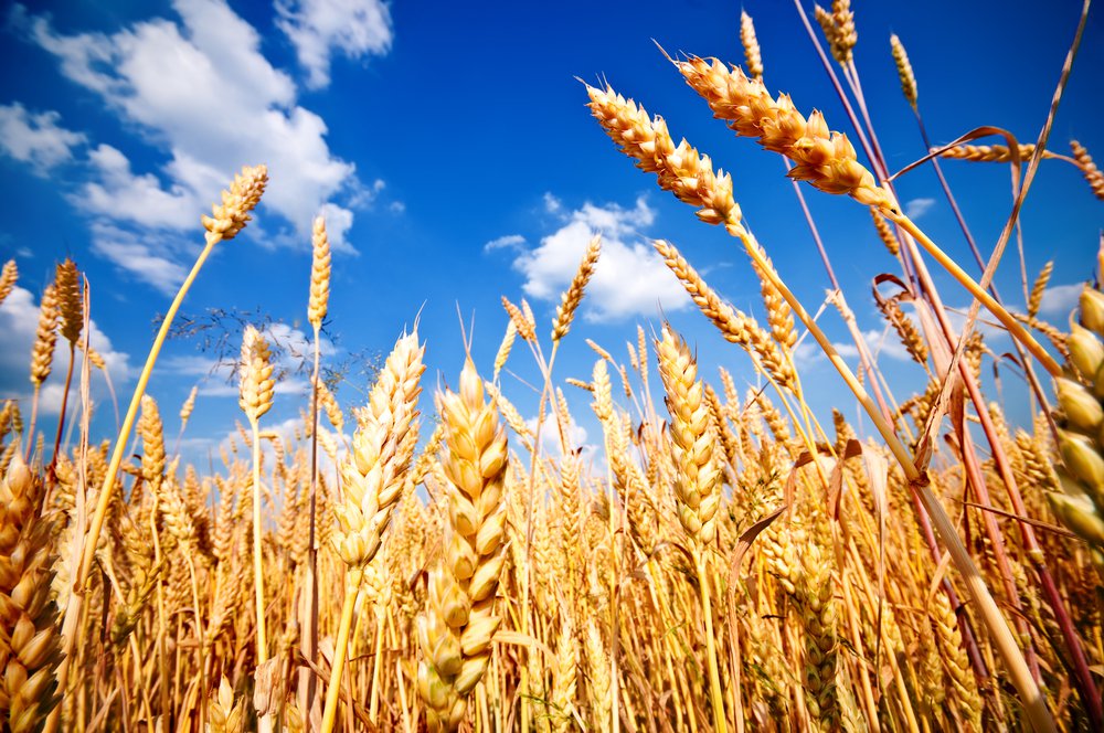 Approaches and Strategies to sustain Wheat Yield in Changing Temperatures